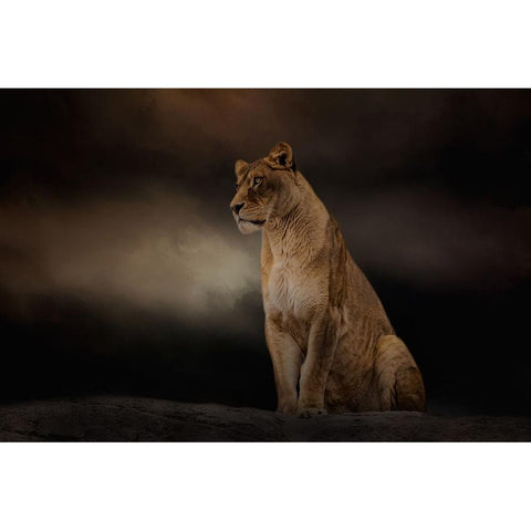 Evening Sentinel Black Modern Wood Framed Art Print with Double Matting by Parker, Kelley