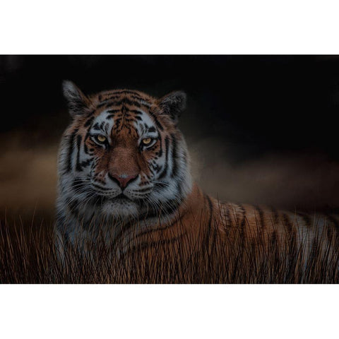 Alone in the Night White Modern Wood Framed Art Print by Parker, Kelley