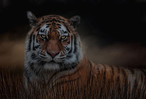 Alone in the Night White Modern Wood Framed Art Print with Double Matting by Parker, Kelley