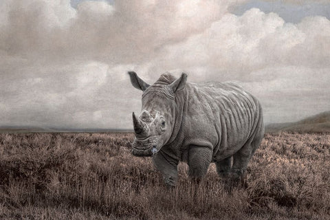 Force of Nature Black Ornate Wood Framed Art Print with Double Matting by Parker, Kelley