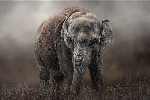 Power and Grace White Modern Wood Framed Art Print with Double Matting by Parker, Kelley