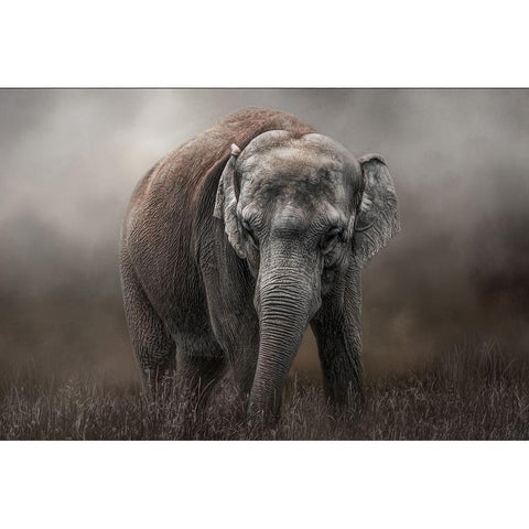 Power and Grace White Modern Wood Framed Art Print by Parker, Kelley