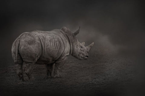 Rhino Land Black Ornate Wood Framed Art Print with Double Matting by Parker, Kelley