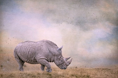 Tough Customer White Modern Wood Framed Art Print with Double Matting by Parker, Kelley