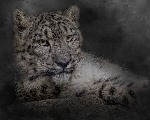 Lurking in the Shadows White Modern Wood Framed Art Print with Double Matting by Parker, Kelley