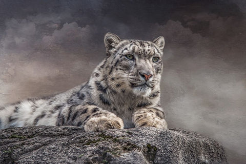 Spotted Beauty Black Ornate Wood Framed Art Print with Double Matting by Parker, Kelley