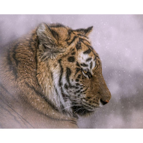 Snow Tiger Black Modern Wood Framed Art Print with Double Matting by Parker, Kelley