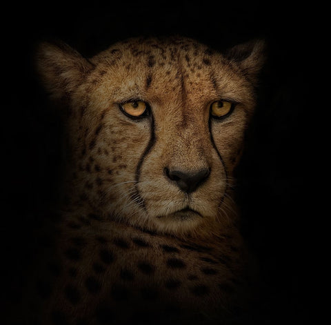 Out of the Shadows Black Ornate Wood Framed Art Print with Double Matting by Parker, Kelley