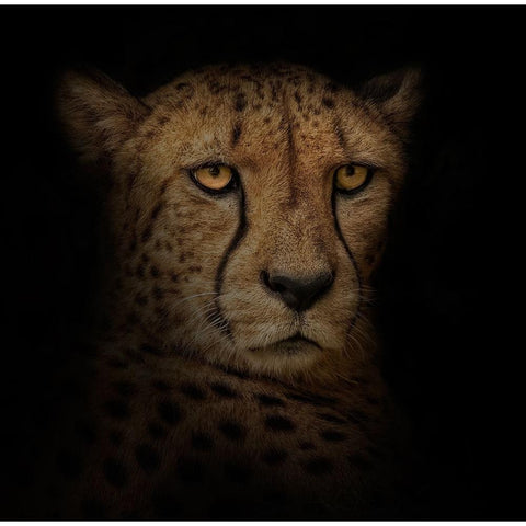 Out of the Shadows Black Modern Wood Framed Art Print by Parker, Kelley