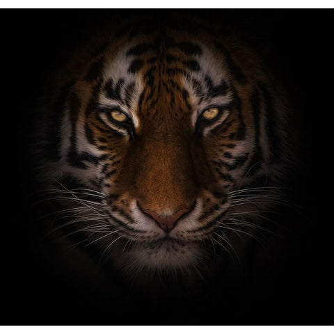 Eyes of Warning Black Modern Wood Framed Art Print with Double Matting by Parker, Kelley