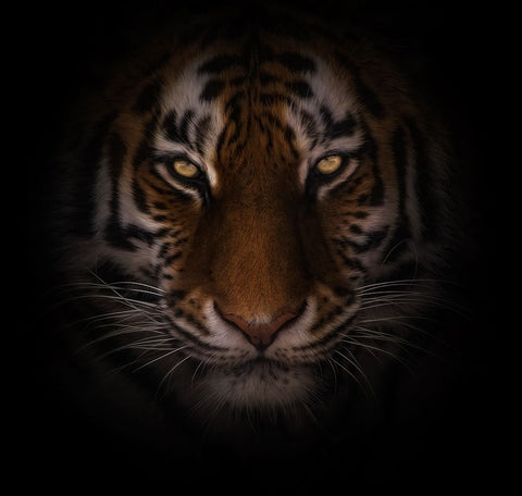 Eyes of Warning Black Ornate Wood Framed Art Print with Double Matting by Parker, Kelley