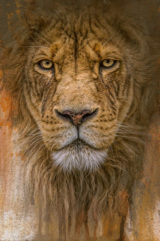 Heart of the Lion Black Ornate Wood Framed Art Print with Double Matting by Parker, Kelley