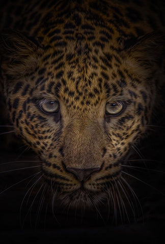 No Fear Black Ornate Wood Framed Art Print with Double Matting by Parker, Kelley