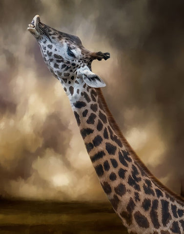 Stretch Black Ornate Wood Framed Art Print with Double Matting by Parker, Kelley