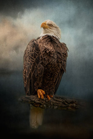 Master of the Sky Black Ornate Wood Framed Art Print with Double Matting by Parker, Kelley