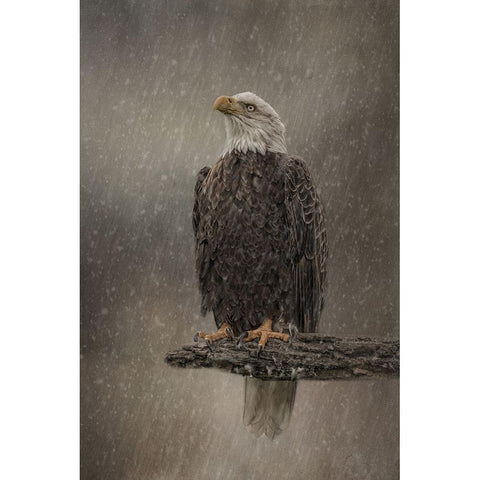 Eye on the Storm Black Modern Wood Framed Art Print with Double Matting by Parker, Kelley