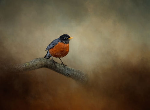 Little Charmer Black Ornate Wood Framed Art Print with Double Matting by Parker, Kelley