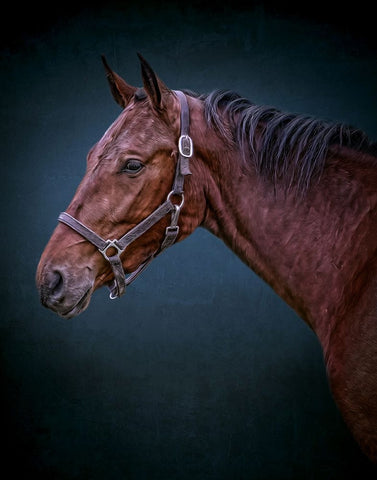 Wild Soul Black Modern Wood Framed Art Print by Parker, Kelley