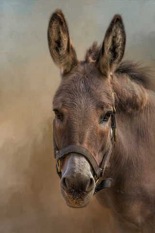 Humble Black Modern Wood Framed Art Print by Parker, Kelley