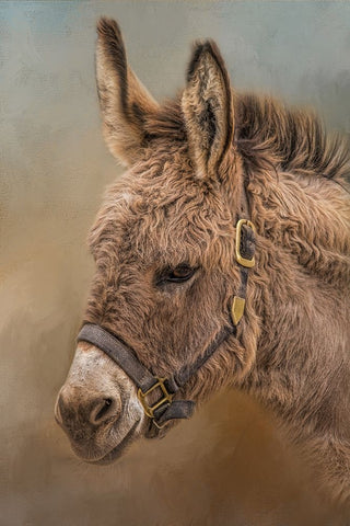 Wild Breed White Modern Wood Framed Art Print with Double Matting by Parker, Kelley