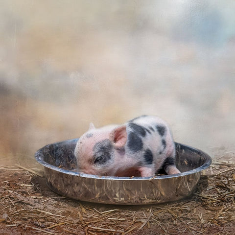 This Little Piggy Black Modern Wood Framed Art Print by Parker, Kelley