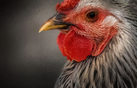 Early Riser Black Ornate Wood Framed Art Print with Double Matting by Parker, Kelley