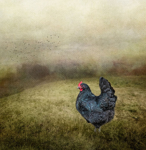 Early Morning Riser Black Modern Wood Framed Art Print by Parker, Kelley