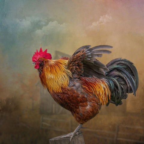 Barny and Boss White Modern Wood Framed Art Print with Double Matting by Parker, Kelley