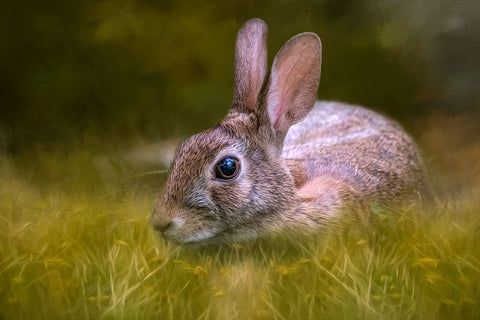 Grassy Bed Black Ornate Wood Framed Art Print with Double Matting by Parker, Kelley