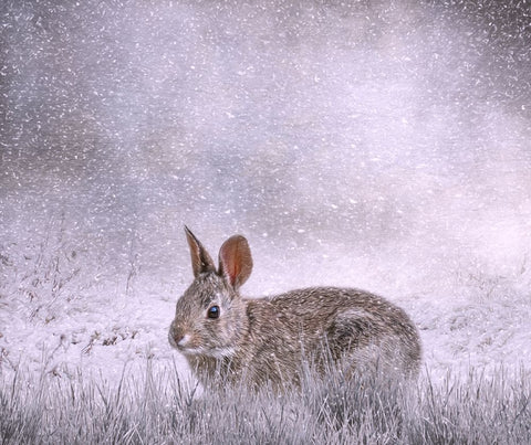 Snow Hopper Black Modern Wood Framed Art Print by Parker, Kelley