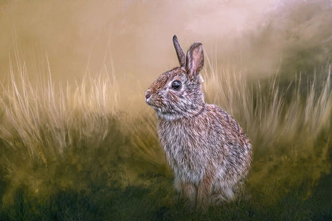 Summer Softie Black Ornate Wood Framed Art Print with Double Matting by Parker, Kelley