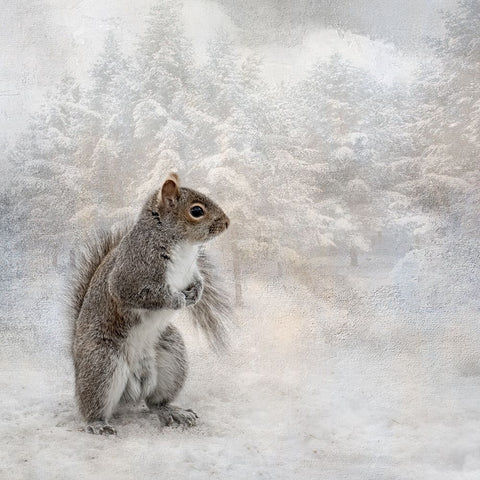 Braving the Cold Black Ornate Wood Framed Art Print with Double Matting by Parker, Kelley