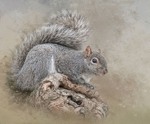 The Collector Black Ornate Wood Framed Art Print with Double Matting by Parker, Kelley