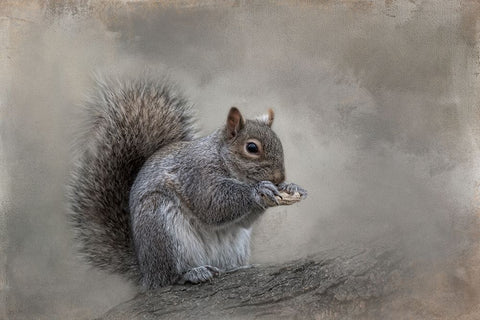 Winter Nibbles Black Modern Wood Framed Art Print by Parker, Kelley