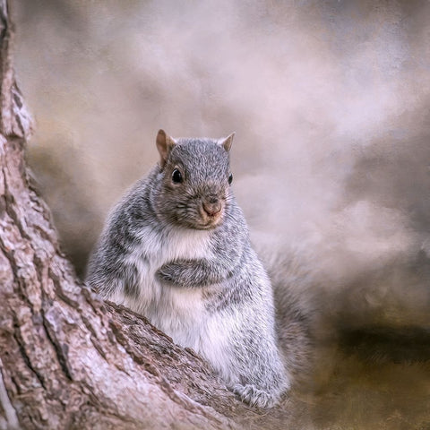 Looking Innocent Black Ornate Wood Framed Art Print with Double Matting by Parker, Kelley