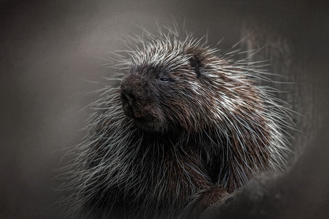 Prickly Black Modern Wood Framed Art Print by Parker, Kelley