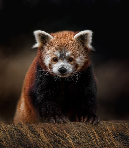 The Explorer White Modern Wood Framed Art Print with Double Matting by Parker, Kelley