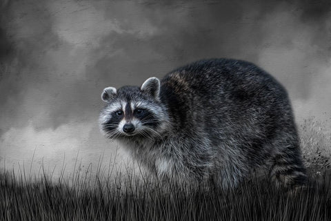 Little Rascal Black Modern Wood Framed Art Print by Parker, Kelley