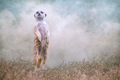 Skys the Limit Black Ornate Wood Framed Art Print with Double Matting by Parker, Kelley