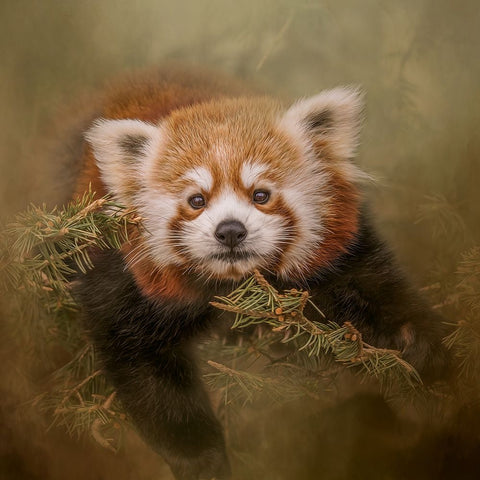 Hanging Out Black Ornate Wood Framed Art Print with Double Matting by Parker, Kelley