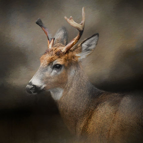 Forest Spirit Black Ornate Wood Framed Art Print with Double Matting by Parker, Kelley