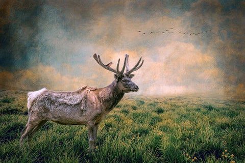 The Lone Leader Black Ornate Wood Framed Art Print with Double Matting by Parker, Kelley