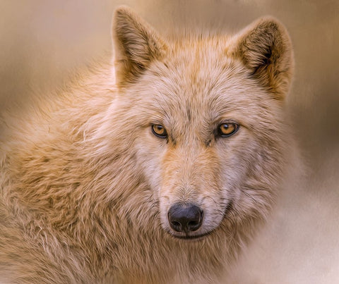 Clever Eyes Black Modern Wood Framed Art Print by Parker, Kelley