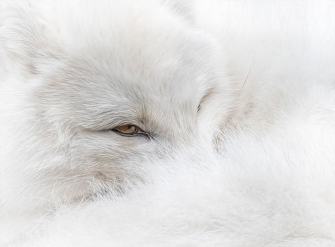 White on White Black Modern Wood Framed Art Print by Parker, Kelley