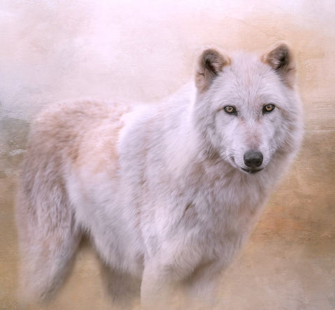 Wolf Quest White Modern Wood Framed Art Print with Double Matting by Parker, Kelley