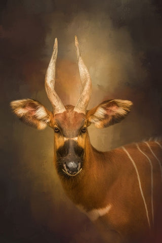 The Wild Star White Modern Wood Framed Art Print with Double Matting by Parker, Kelley