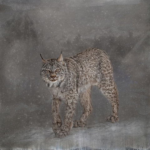 Ghost Cat White Modern Wood Framed Art Print with Double Matting by Parker, Kelley