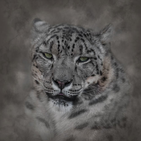 Cold Stare Black Modern Wood Framed Art Print by Parker, Kelley