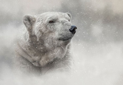 Prince of the North Pole Black Modern Wood Framed Art Print by Parker, Kelley