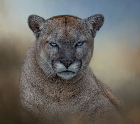 Not Amused Black Ornate Wood Framed Art Print with Double Matting by Parker, Kelley